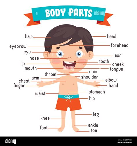Funny Child Showing Human Body Parts Stock Vector Image And Art Alamy