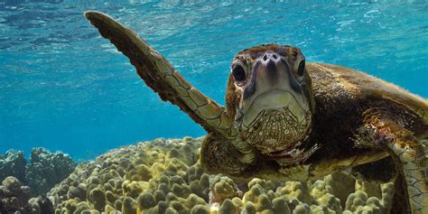 Sea Turtles And Adaptations Zoology Quiz Quizizz