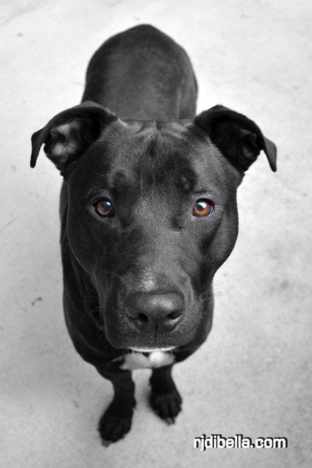 Zu pitbull mischling hundefutter liegen aktuell über 92 unabhängige bewertungen vor. Rottweiler Labrador Mischling Schwarz