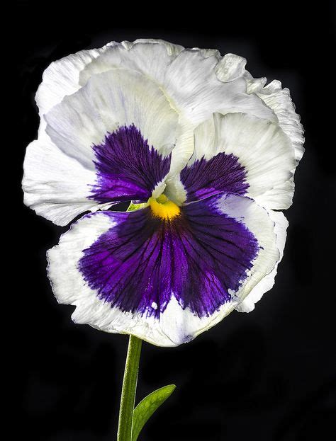 161 Best A Rainbow Of Petals Pansy Images In 2019 Beautiful Flowers