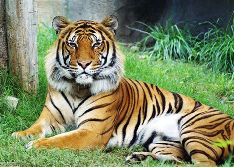 Tiger Subspecies Chart