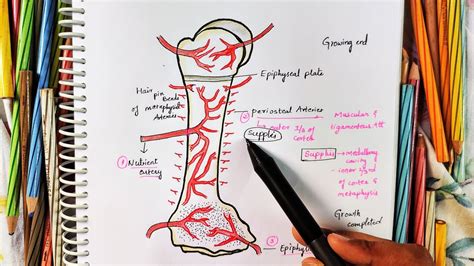 Young Long Bone Blood Supply Long Bone Anatomy Drawn