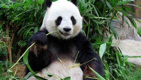 How Do Giant Pandas Survive Sciencing