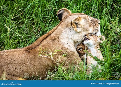 Affectionate Lioness With Playful Baby Cubs Stock Photo Image Of