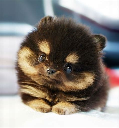 Top 94 Pictures Pictures Of The Cutest Puppies In The World Stunning
