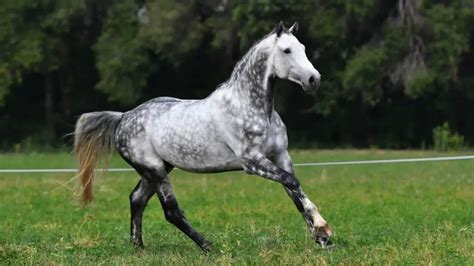 What Is A Dapple Gray Horse A Complete Guide Ahf