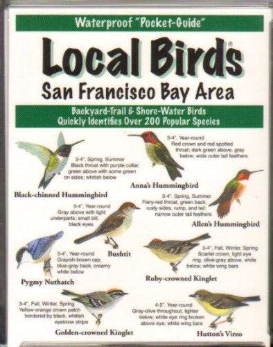 Local Birds Of San Francisco Bay Area Lindsay Wildlife Experience