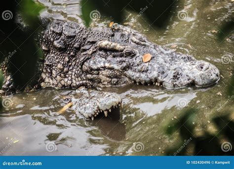 Mating Crocodiles In The Muddy River Bank Male And Female Crocodiles