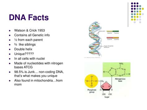 Ppt Dna Facts Powerpoint Presentation Free Download Id3958061