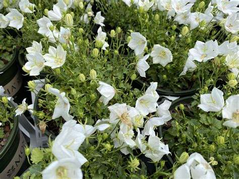 Campanula Pristar White Bellflower 1 Sunnyside Gardens
