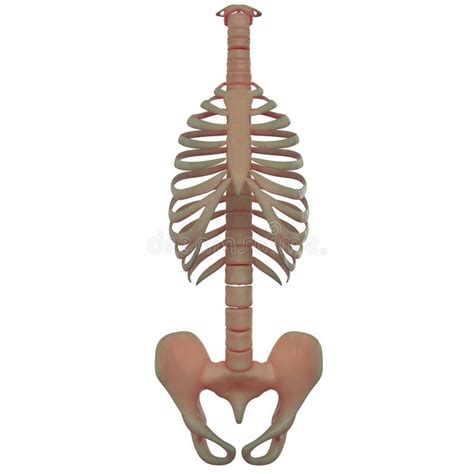 Human Ribs With Spine Ans Pelvis Stock Illustration Illustration Of
