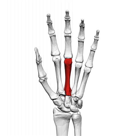 Third Metacarpal Bone Wikipedia