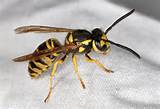 Japanese Wasp
