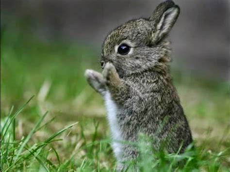 25 Datos Curiosos Sobre Los Conejos Datos Curiosos Del Mundo