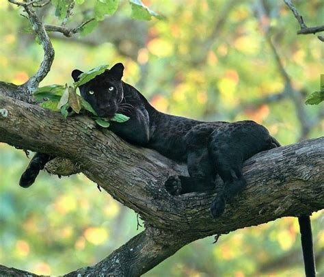A Black Panther Relaxing In A Tree Photo Animaux Photos De Chats