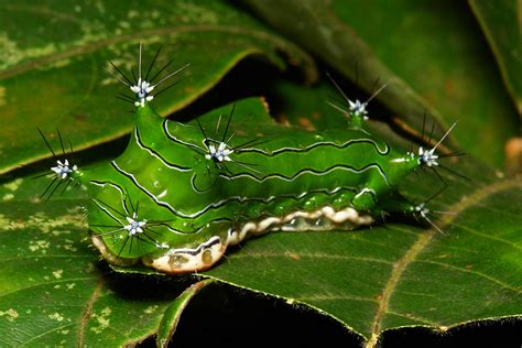 Stinging Nettle Slug Caterpillar Cup Moth Limacodidae Flickr
