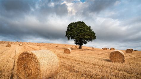 2560x1440 The Tree And Haystack Field 1440p Resolution Wallpaper Hd