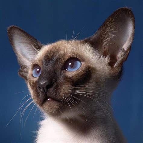Types Of Siamese Cats 8 Siamese Cat Colors With Pictures