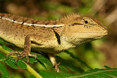 Forest Crested Lizard Calotes Emma Agamidae Puer Yunn Flickr