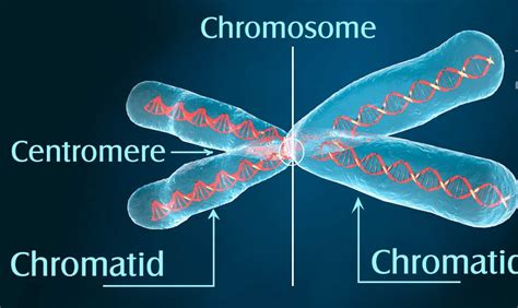 In Mitotic Metaphase Each Chromosome Has Chromatids