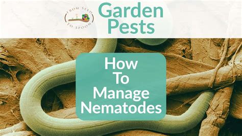 How To Manage Nematodes In Your Backyard Garden From Seed To Spoon