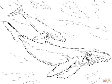 Humpback Whales Coloring Page Free Printable Coloring Pages