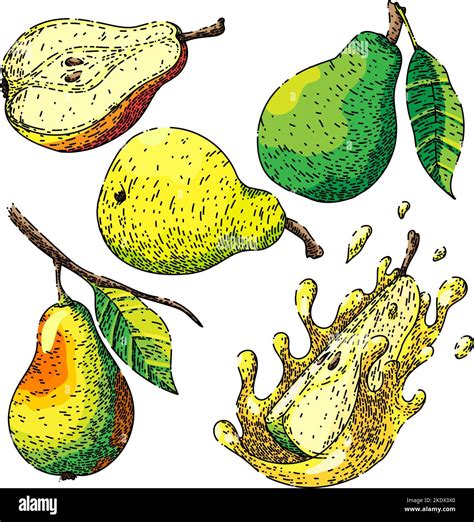 Fruit Pear Set Sketch Hand Drawn Vector Stock Vector Image And Art Alamy