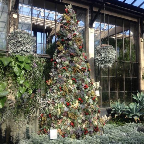 Typically 20 to 30 years. Cactus and Succulents forum→Succulent Christmas tree at ...