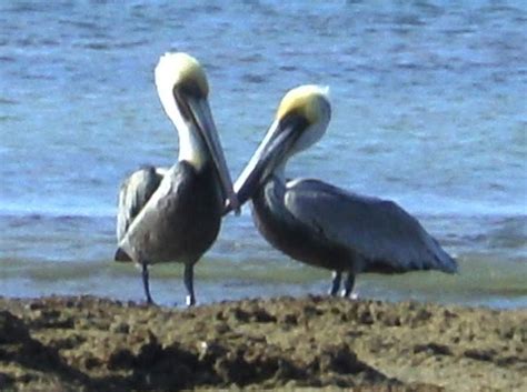 New orleans pelicans roster page updated for current season. Living and Dyeing Under the Big Sky: Puerto Penasco ...