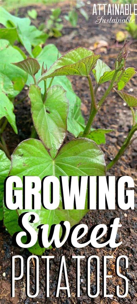 Getting rid of weeds and making the soil ready for planting. The trick to growing sweet potatoes is to start early so ...