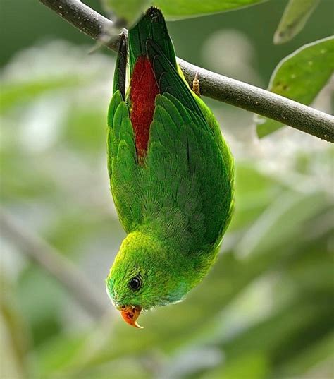 Parrot Encyclopedia Vernal Hanging Parrot World Parrot Trust