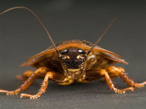 Can Someone Bring Roaches To Your House Roach Cockroach Insect
