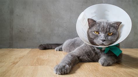 Some may even go unnoticed by a cat they form as a result of the body's response to an infection. How to stop a cat from licking a sore MISHKANET.COM