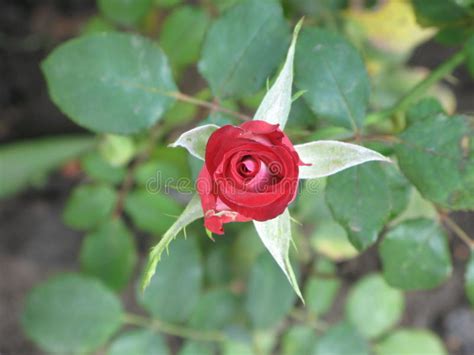 A Small Dark Red Rose Stock Photo Image Of Shot Garden 83791734