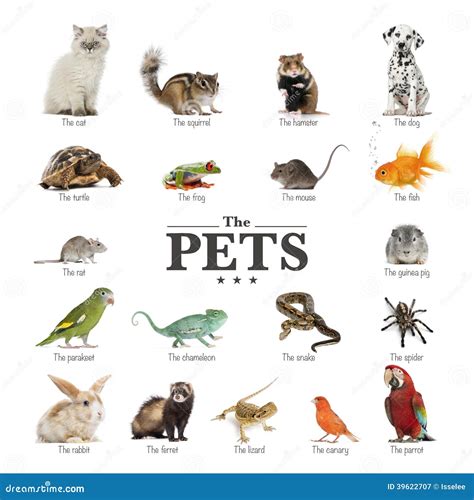 Animal De Estimação Em Ingles