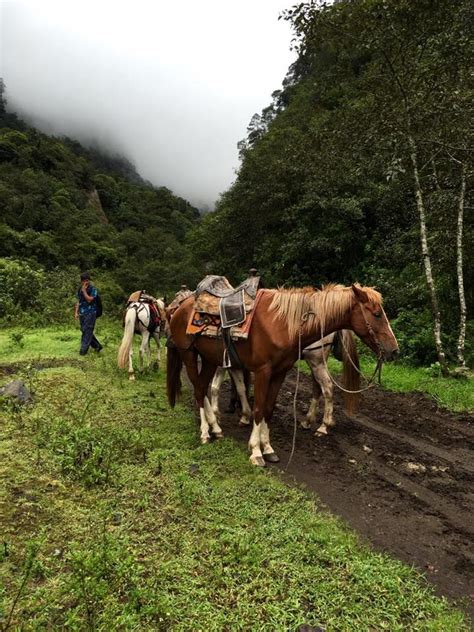 Baños de agua santa es un pueblito colocado en uno de los lugares más bonitos de ecuador. Baños de Agua Santa, Tungurahua, Ecuador. | Ecuador, Animals