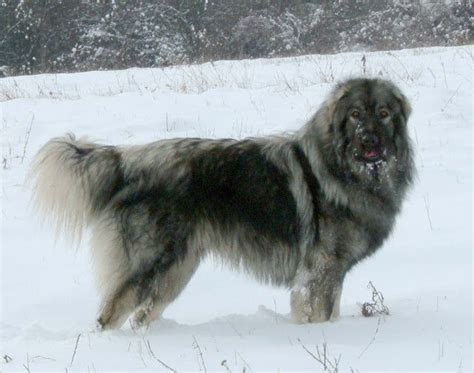 Albanian Shepherd Dog
