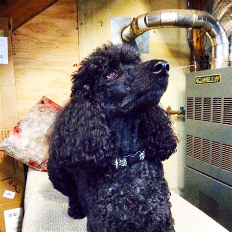 Schnauer raumzellenbau gmbh & co kg öffnungszeiten: Abby Danbury garage style | Black standard poodle ...