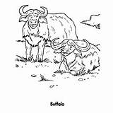 Buffalo Coloring Water African Printable Outline Drawing Designlooter Getdrawings 230px 65kb sketch template