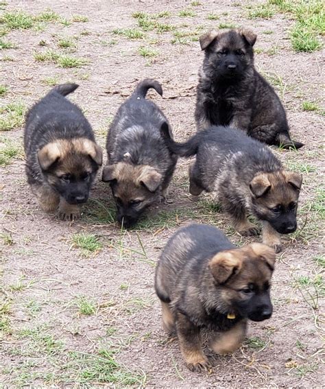 Newborn Dark Sable German Shepherd Puppies