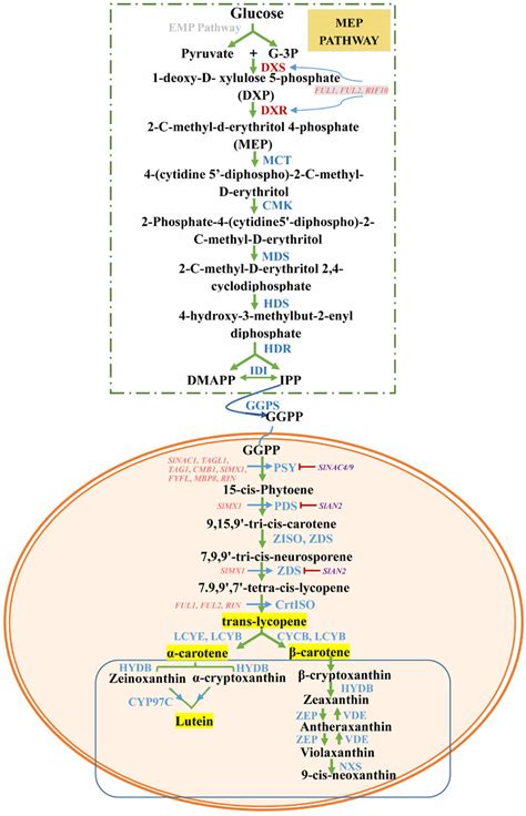 The Pathway Of Carotenoid Biosynthesis And Its Transcriptional