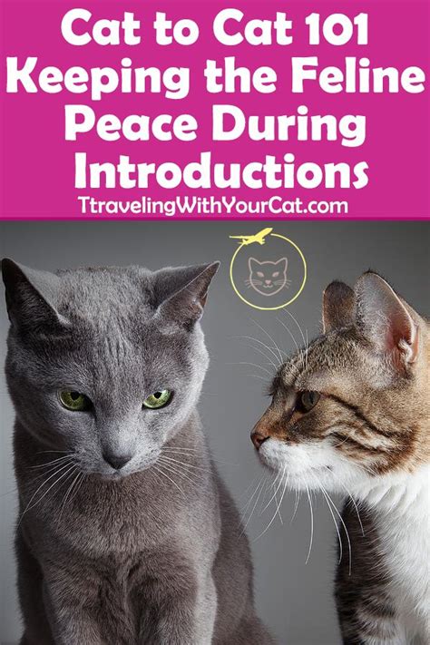 How To Introduce Cats The Proper Cat Introduction Process Addresses