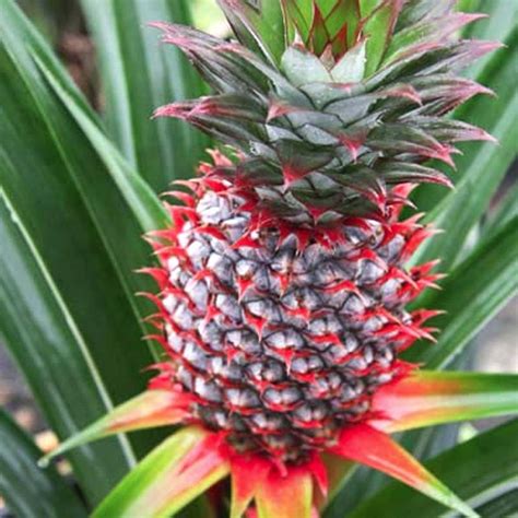Florida Special Pineapple Ananas Comosus Live Plant Indoor Citrus And