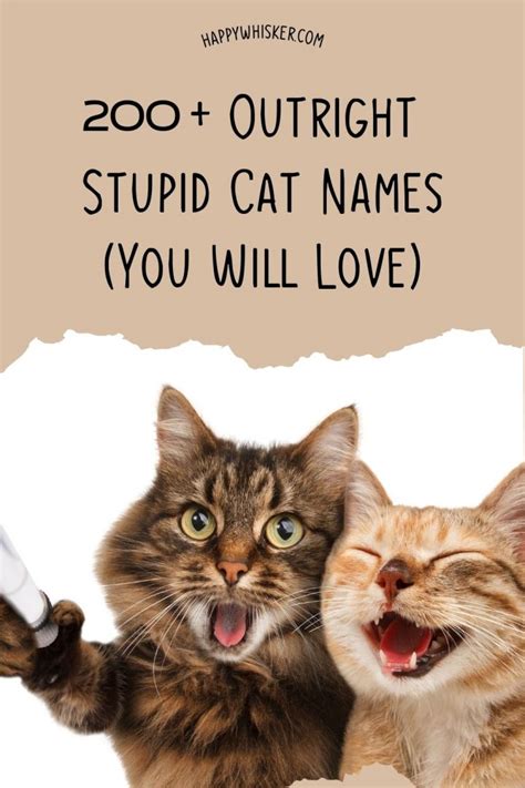 200 Outright Stupid Cat Names You Will Love