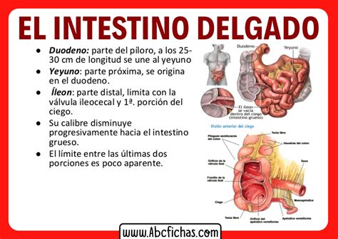Anatomía Y Partes Del Intestino Delgado