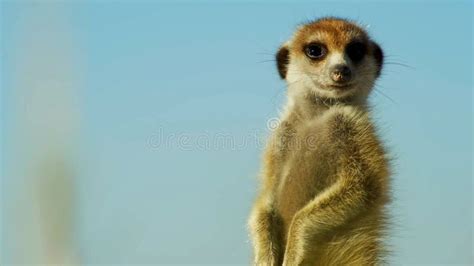 Beautiful Meerkat Suricate Wild Nature Wild Animal Wildlife Africa