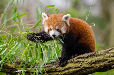 Red Panda Animalia