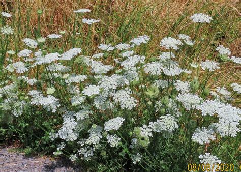 Daucus Carota Queen Annes Lace Things Of The Pacific Northwest