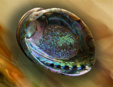 Alibaba.com offers 10,054 abalone shell products. Another Thousand Words: The Extreme Beauty of the Abalone