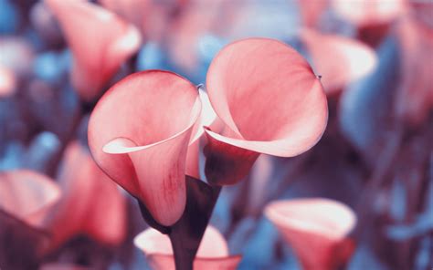 Calla Lily Desktop Wallpaper